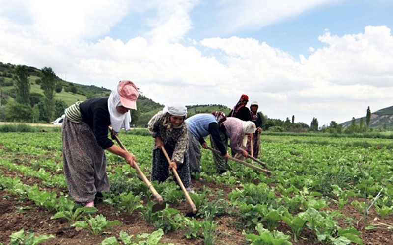 Çiftçi, üretici ve ihracatçılara ‘sigara’ uyarısı