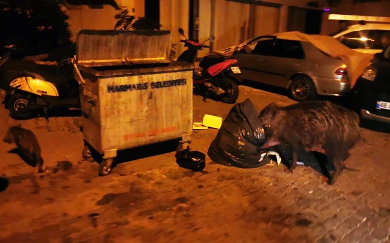 Turizm kenti domuz nöbeti tutuyor