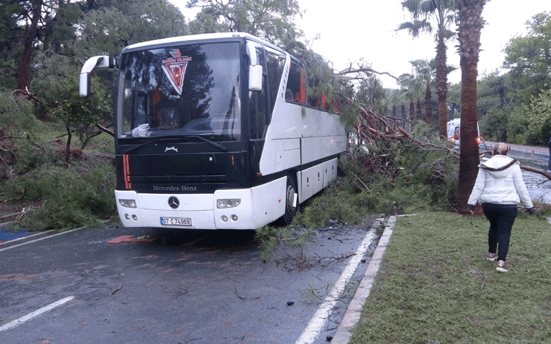 Servis otobüsünün üzerine çam ağacı devrildi: 7 otel personeli yaralandı