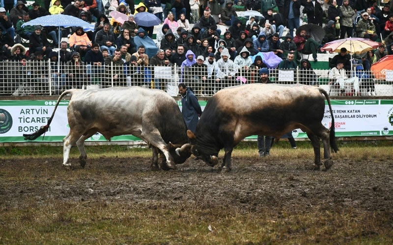 Artvin'in Kafkasör Yaylası'nda boğaların 44. randevusu nefes kesti