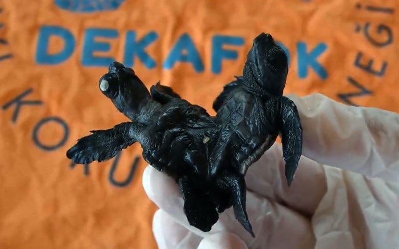 Siyam ikizi Caretta caretta yavrusu bulundu