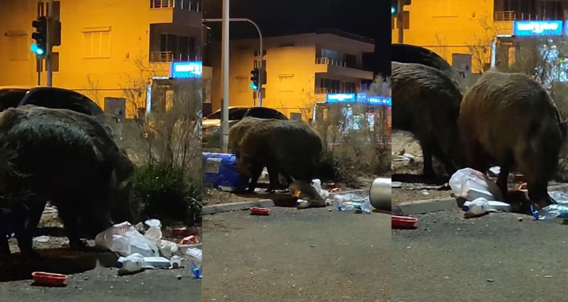 Domuzlar, Balçova’da çöplere dadandı
