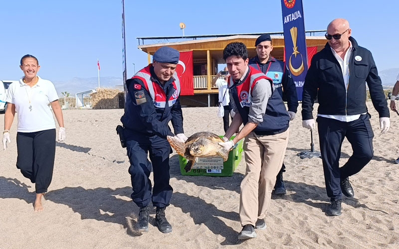 Tedavisi tamamlanan caretta caretta denize salındı
