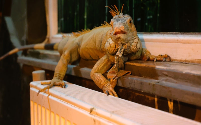 Antalya’da soğuğa hassas olan hayvanlara sıcak önlemler alındı