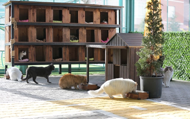 Kedi Kasabası, ziyaretçi rekoru kırıyor