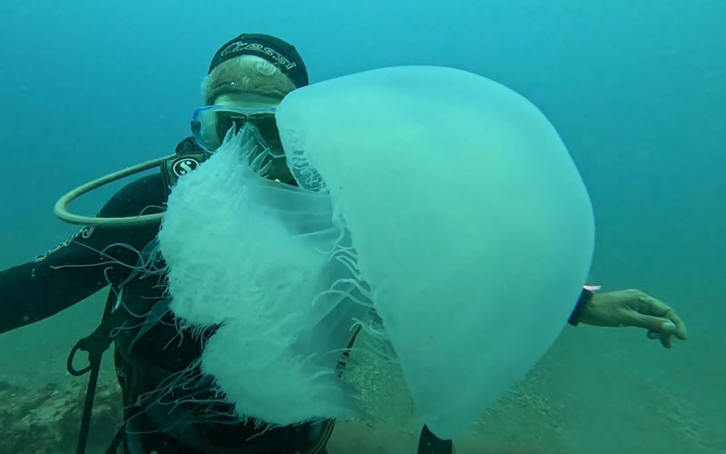 Balıkçıların attıkları ağlara yüzlerce dev denizanası takıldı