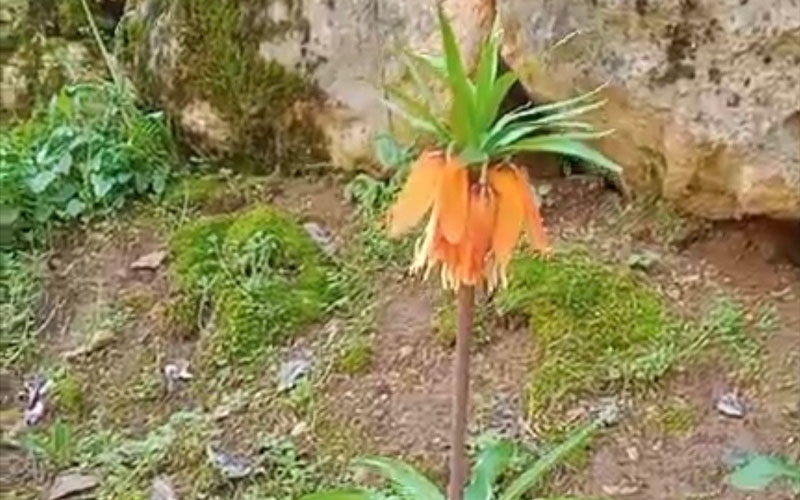 Bu çiçeği koparmanın cezası ikinci el araba fiyatını geçiyor