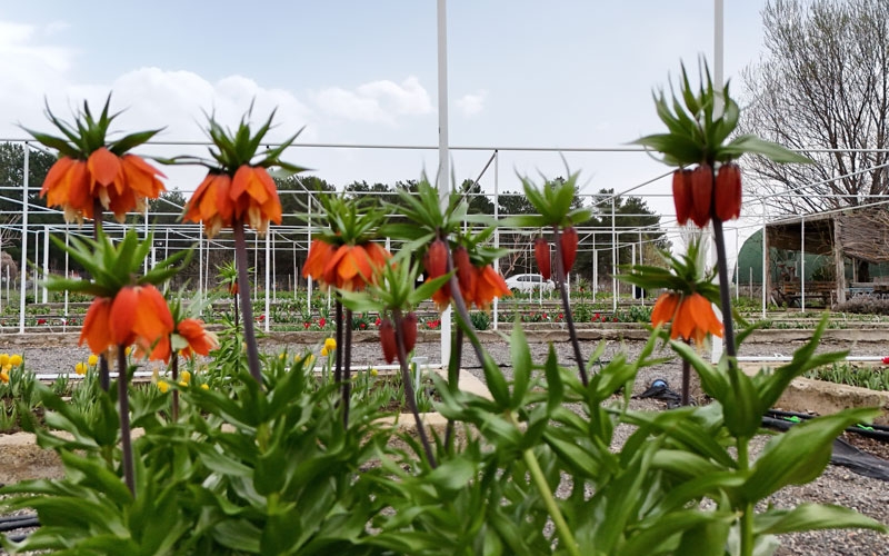 Ters laleyi koparmanın cezası 700 bin lira