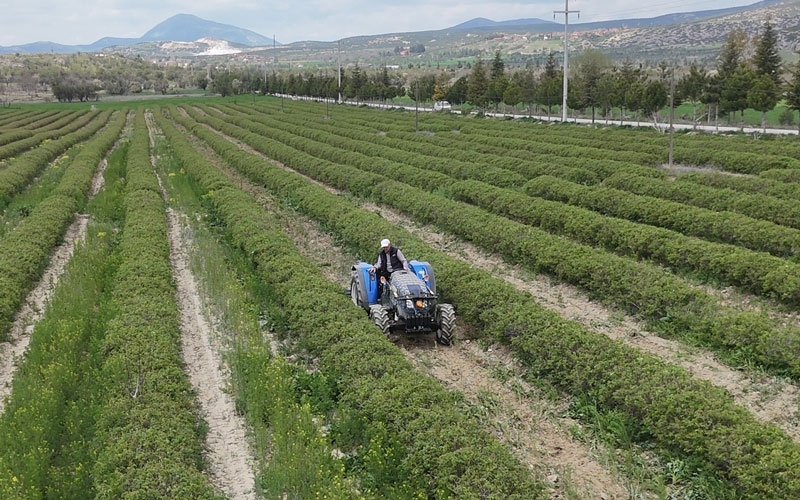Isparta'da gül hasadı öncesi umutlar arttı: 13 bin ton rekolte bekleniyor