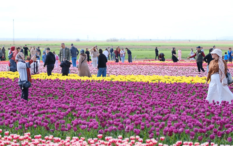 Türkiye'nin en büyük lale tarlasında ziyaretçi rekoru