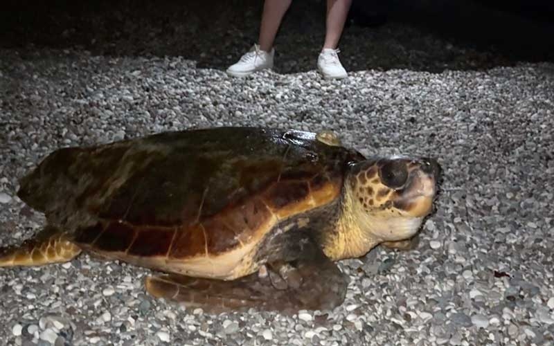 Konyaaltı sahilinin davetsiz misafiri dev caretta caretta oldu