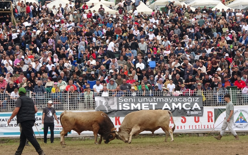 Artvin'in Kafkasör Yaylası'ndaki festivalde boğaların 45. randevusu nefes kesti