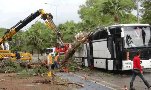 Servis otobüsünün üzerine çam ağacı devrildi: 7 otel personeli yaralandı