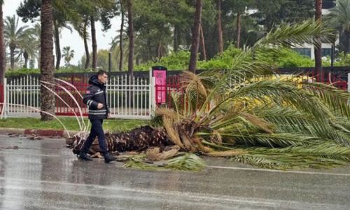 5 yıldızlı otelde üzerine palmiye ağacı düşen turist yaralandı 