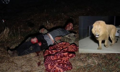 Turistik ilçede Hayvan parkından kaçan aslan fıstık bahçesinde uyuyan çiftçiye saldırdı