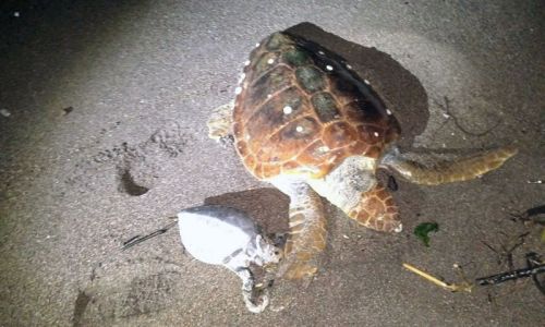 Marmaris'te 2 caretta caretta kıyıya vurdu