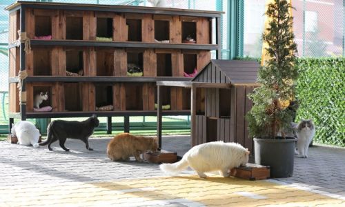 Kedi Kasabası, ziyaretçi rekoru kırıyor