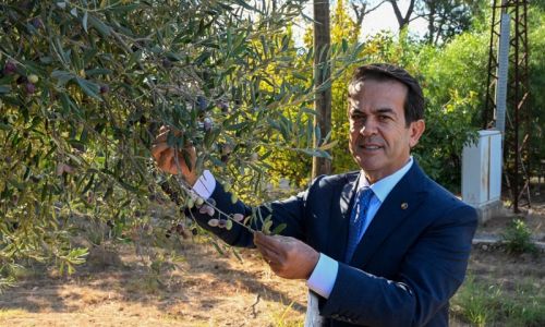 Antalya zeytinyağını markalaştıracak 30 öneri