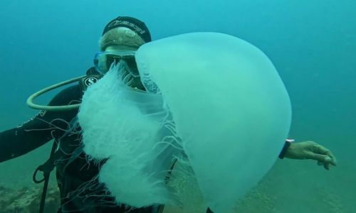 Balıkçıların attıkları ağlara yüzlerce dev denizanası takıldı