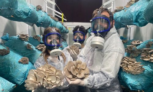 Hobi olarak başladığı mantar yetiştiriciliğinde günde 1 tona yakın hasat elde ediyor