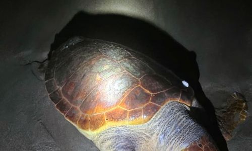 Antalya’da sahilde dev caretta caretta ölü bulundu