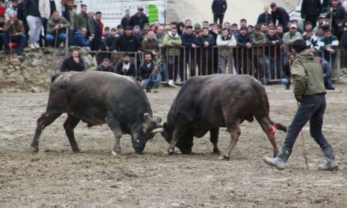Artvin'de boğa güreşleri sezonu açıldı