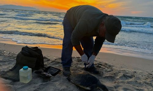 İki deniz kaplumbağası ölü bulundu