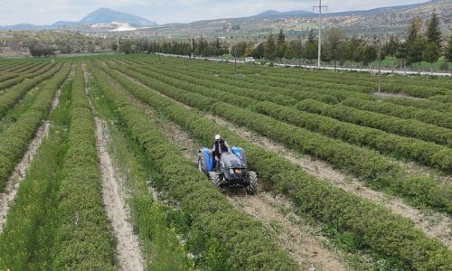 Isparta'da gül hasadı öncesi umutlar arttı: 13 bin ton rekolte bekleniyor