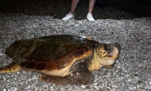 Konyaaltı sahilinin davetsiz misafiri dev caretta caretta oldu