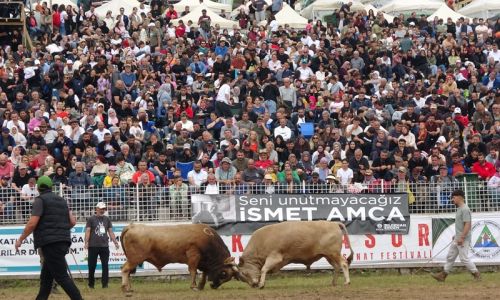 Artvin'in Kafkasör Yaylası'ndaki festivalde boğaların 45. randevusu nefes kesti