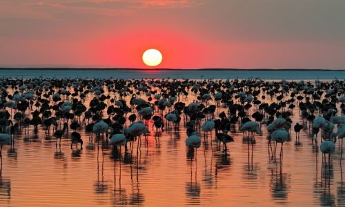 12 bin 800 yavru flamingo Tuz Gölü’nde yaşam buldu