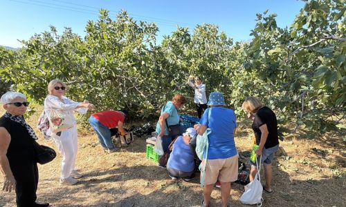 Havran'da siyah incir hasadı turizme açıldı