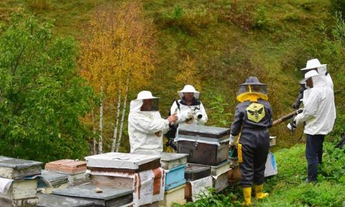 Artvin'de arıcılığı turizmle buluşturmak için rota belirleniyor